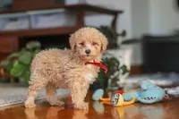 Brady, a male Poodle - Miniature  for sale in Baltic, OH – 5 of 7