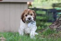 Adin, a male Cockapoo for sale in Baltic, OH – 7 of 9