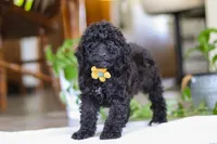 Mason, a male Poodle - Miniature  for sale in Baltic, OH – Photo 2 of 5