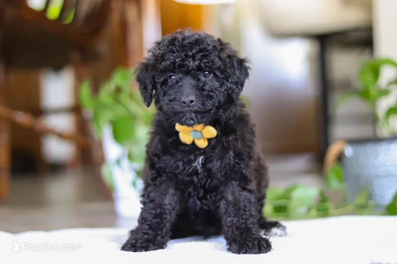 Mason – Poodle - Miniature  puppy for sale in Baltic, OH