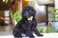 Mason, a male Poodle - Miniature  for sale in Baltic, OH – Photo 4 of 5