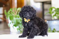 Mason, a male Poodle - Miniature  for sale in Baltic, OH – Photo 3 of 5