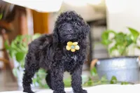 Mason, a male Poodle - Miniature  for sale in Baltic, OH – Photo 5 of 5