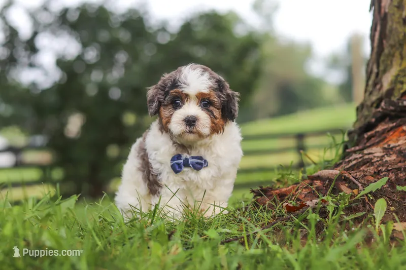 Teddy – Shihpoo puppy for sale in Baltic, OH