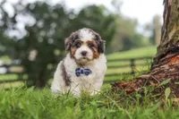 Teddy, a male Shihpoo for sale in Baltic, OH – 1 of 6