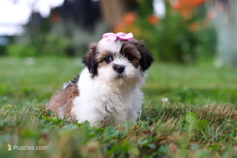 Summer – Shih Tzu puppy for sale in Baltic, OH