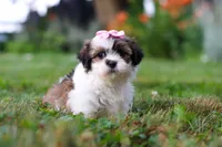 Summer, a female Shih Tzu for sale in Baltic, OH – 1 of 8