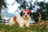 Honey, a female Shih Tzu for sale in Baltic, OH – 2 of 6