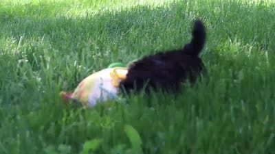Brie, a female Shih Tzu for sale in Baltic, OH – 10 of 10