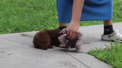 Winnie, a female Havanese for sale in Baltic, OH – 6 of 6