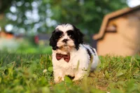 Maverick, a male Shih Tzu for sale in Baltic, OH – 3 of 7