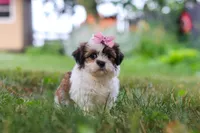 Summer, a female Shih Tzu for sale in Baltic, OH – 4 of 8