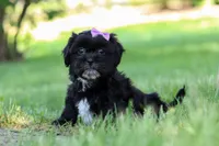 Layla, a female Shih Tzu for sale in Baltic, OH – 4 of 8