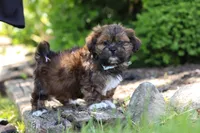Theo, a male Shih Tzu for sale in Baltic, OH – 6 of 10