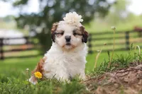 Clover, a female Shih Tzu for sale in Baltic, OH – 5 of 8