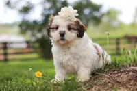 Clover, a female Shih Tzu for sale in Baltic, OH – 7 of 8
