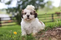 Clover, a female Shih Tzu for sale in Baltic, OH – 4 of 8