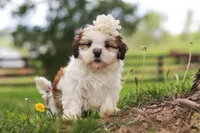 Clover, a female Shih Tzu for sale in Baltic, OH – 6 of 8