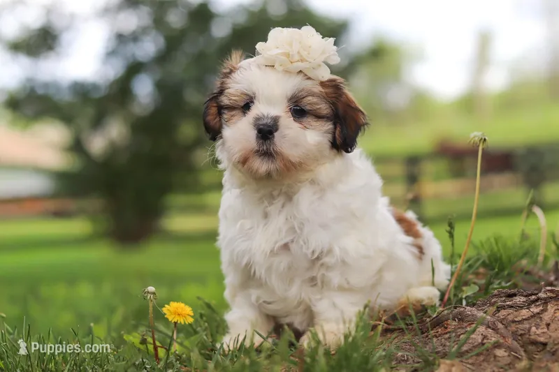 Clover – Shih Tzu puppy for sale in Baltic, OH