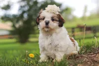 Clover, a female Shih Tzu for sale in Baltic, OH – 1 of 8