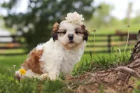 Clover, a female Shih Tzu for sale in Baltic, OH – 2 of 8