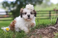 Clover, a female Shih Tzu for sale in Baltic, OH – 3 of 8