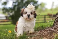 Clover, a female Shih Tzu for sale in Baltic, OH – 8 of 8