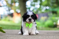Huckleberry, a male Shih Tzu for sale in Baltic, OH – 2 of 9