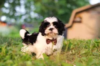 Maverick, a male Shih Tzu for sale in Baltic, OH – 4 of 7
