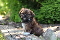 Theo, a male Shih Tzu for sale in Baltic, OH – 9 of 10