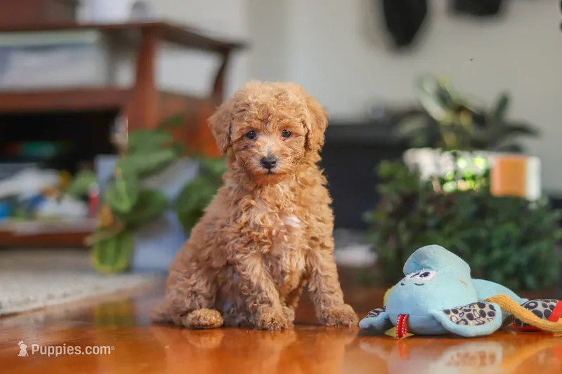 Brianna – Poodle - Miniature  puppy for sale in Baltic, OH