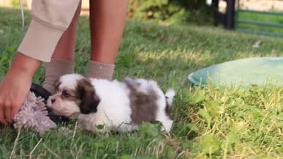 Tucker, a male Shih Tzu for sale in Baltic, OH – 6 of 6