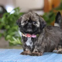Juliet, a female Shih Tzu for sale in Baltic, OH – Photo 9 of 9