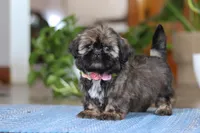 Juliet, a female Shih Tzu for sale in Baltic, OH – Photo 9 of 9