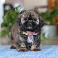 Juliet, a female Shih Tzu for sale in Baltic, OH – Photo 8 of 9