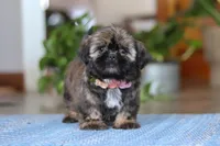 Juliet, a female Shih Tzu for sale in Baltic, OH – Photo 8 of 9