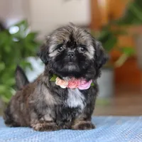 Juliet, a female Shih Tzu for sale in Baltic, OH – Photo 7 of 9