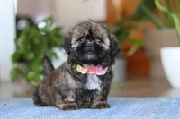 Juliet, a female Shih Tzu for sale in Baltic, OH – Photo 7 of 9