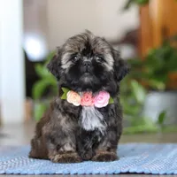 Juliet, a female Shih Tzu for sale in Baltic, OH – Photo 3 of 9