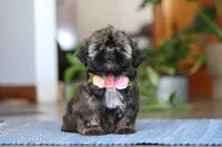 Juliet, a female Shih Tzu for sale in Baltic, OH – Photo 3 of 9