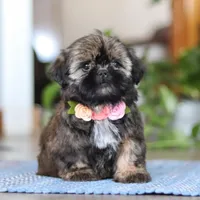 Juliet, a female Shih Tzu for sale in Baltic, OH – Photo 6 of 9