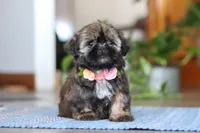 Juliet, a female Shih Tzu for sale in Baltic, OH – Photo 6 of 9