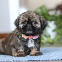Juliet, a female Shih Tzu for sale in Baltic, OH – Photo 5 of 9