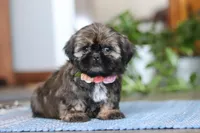 Juliet, a female Shih Tzu for sale in Baltic, OH – Photo 5 of 9