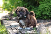 Theo, a male Shih Tzu for sale in Baltic, OH – 3 of 10