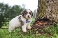 Teddy, a male Shihpoo for sale in Baltic, OH – 4 of 6