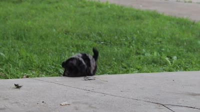 Koda, a male Shihpoo for sale in Baltic, OH – 7 of 7