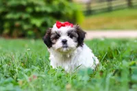 Honey, a female Shih Tzu for sale in Baltic, OH – 3 of 6