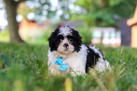 Ace, a male Shih Tzu for sale in Baltic, OH – 2 of 6