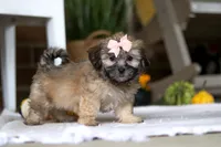 Dottie, a female Havanese and Shih Tzu for sale in Baltic, OH – Photo 7 of 7